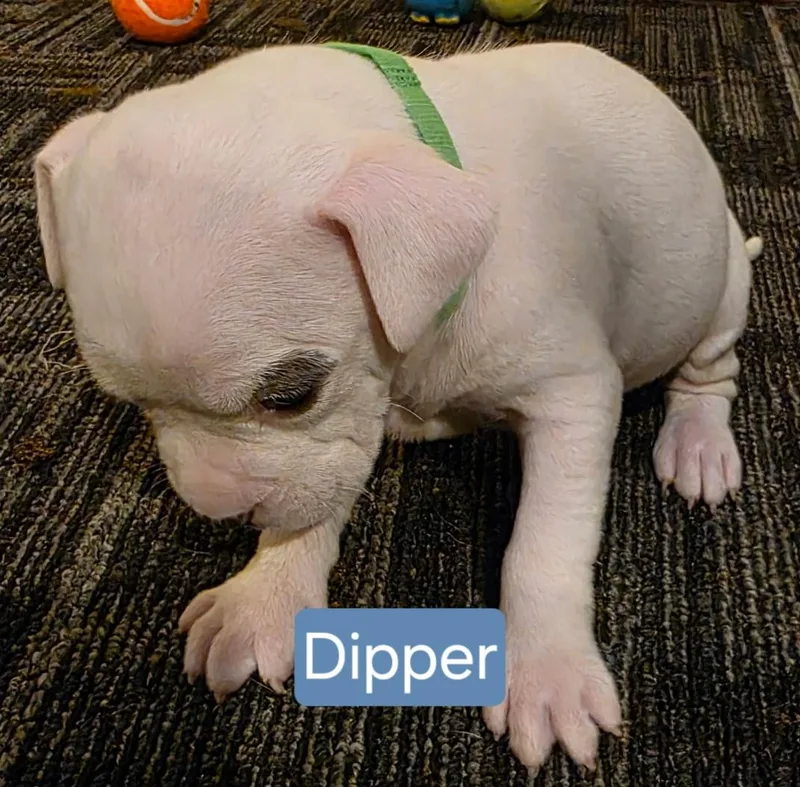 Dipper Stardust  Local thumbnail 2