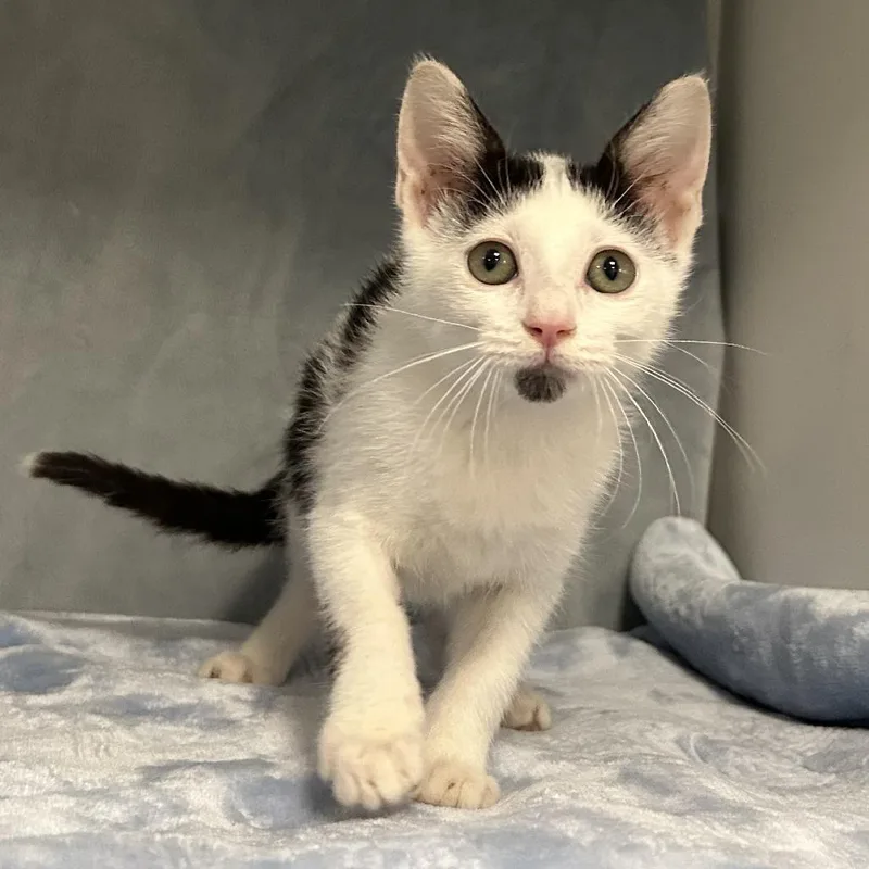 A baby small-sized female White Domestic Short Hair cat named Amelia Louisiana for adoption in Denver, CO