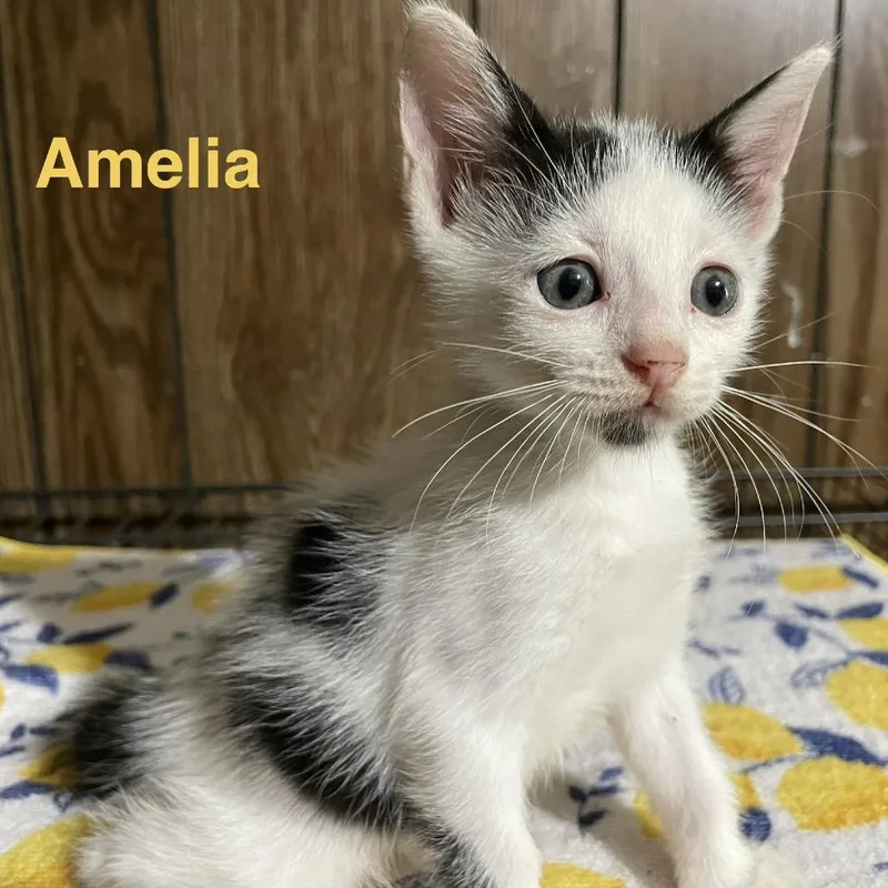 Amelia Louisiana thumbnail 4
