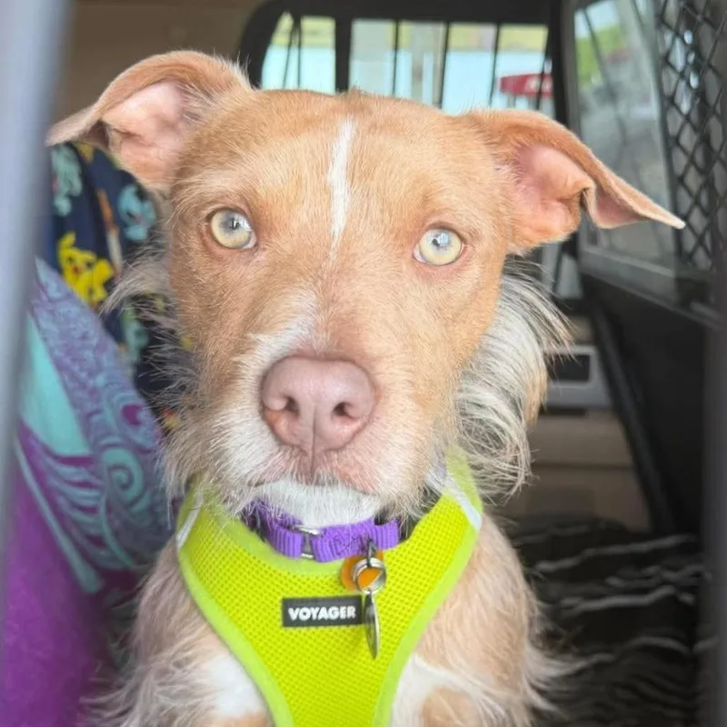 A young small-sized male Yellow / Tan / Blond / Fawn Terrier dog named Rupert D for adoption in Princeton, MN