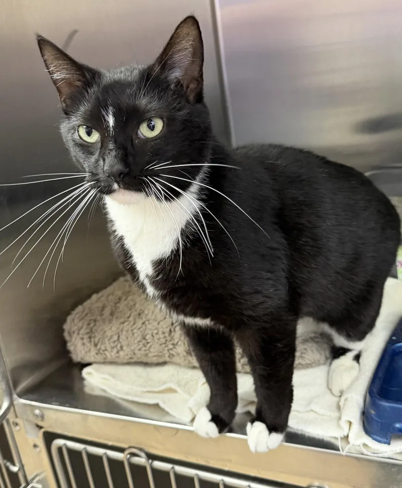 Noodle Star thumbnail 2