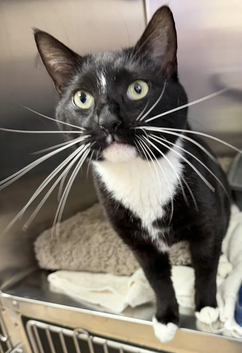 Noodle Star thumbnail 3