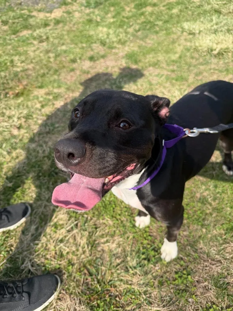 An adult medium-sized female Mixed Breed dog named Kie for adoption in Hyde Park, NY