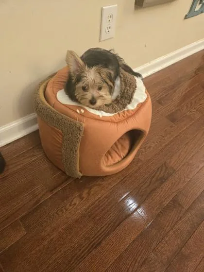 An adult small-sized male Yorkshire Terrier dog named Frankie for adoption in West Chester, PA
