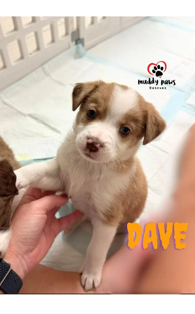 A baby small-sized male Australian Shepherd dog named Aunt & Uncle Litter: for adoption in Council Bluffs, IA