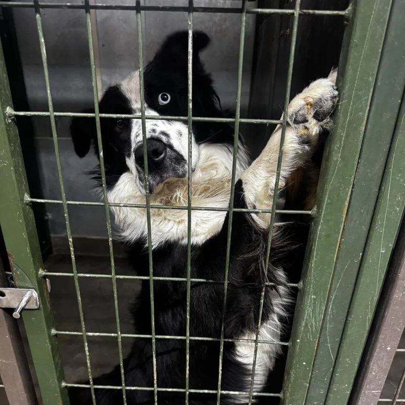 An adult medium-sized male Black Border Collie dog named Beau for adoption in Carlin, NV