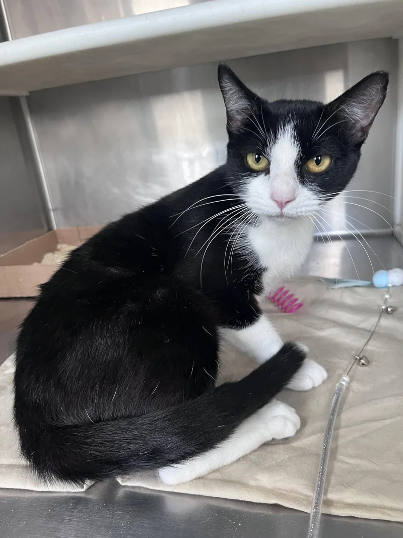 An adult medium-sized female Black & White / Tuxedo Domestic Short Hair cat named Daytona for adoption in Carrollton, GA