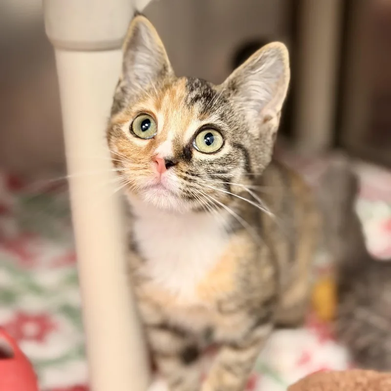 A baby medium-sized female Tabby (Brown / Chocolate) Domestic Short Hair cat named Trixie for adoption in Manahawkin, NJ