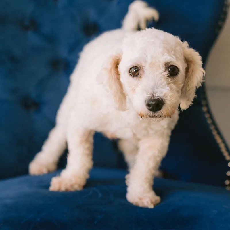 An adult small-sized female Bichon Frise dog named Dixie Chic for adoption in Zionsville, IN