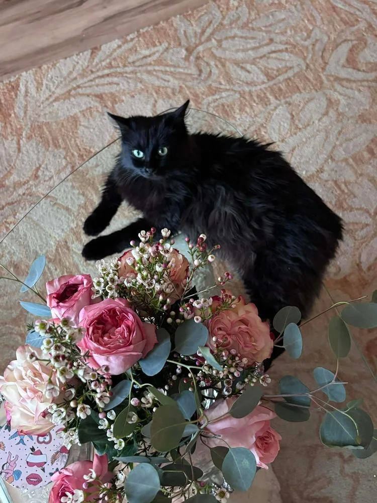 A baby large-sized female Domestic Long Hair cat named Misa for adoption in Chicago, IL