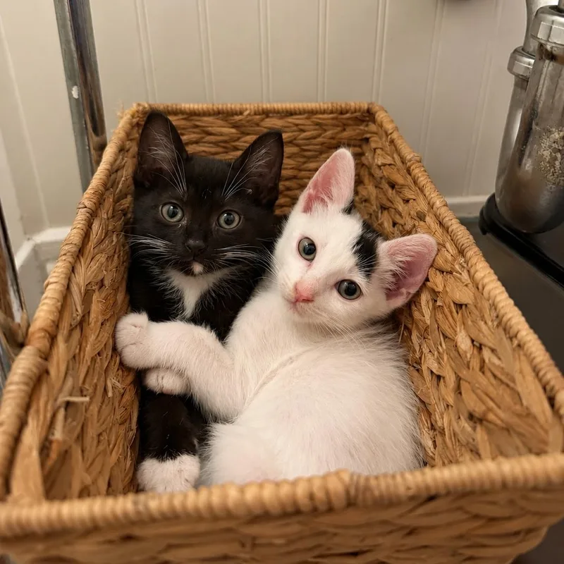 A baby medium-sized male Black & White / Tuxedo Domestic Short Hair cat named Gidget for adoption in Houston, TX