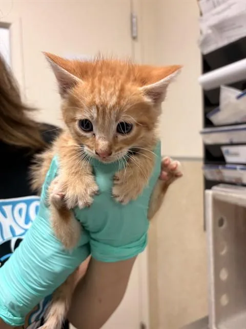 A baby small-sized male Domestic Short Hair cat named Bryan for adoption in Riverside, CA