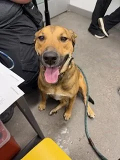 An adult large-sized female German Shepherd Dog dog named Ember for adoption in Mesa, AZ