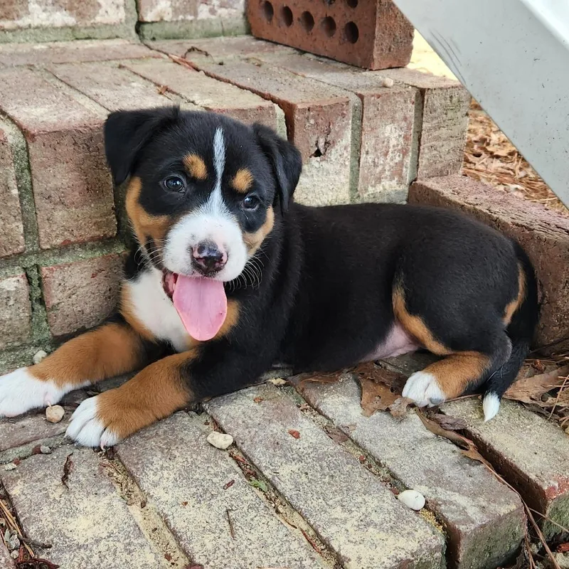 A baby medium-sized female Black Mixed Breed dog named Paisley for adoption in Raleigh, NC
