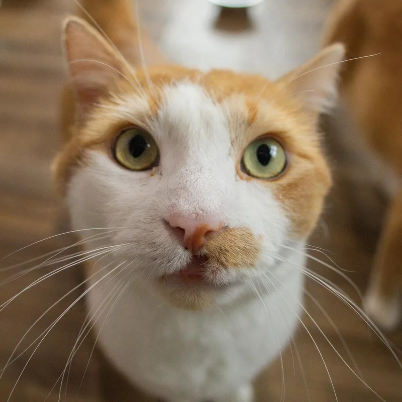 An adult large-sized male Orange / Red Domestic Short Hair cat named Pika for adoption in Brimfield, MA