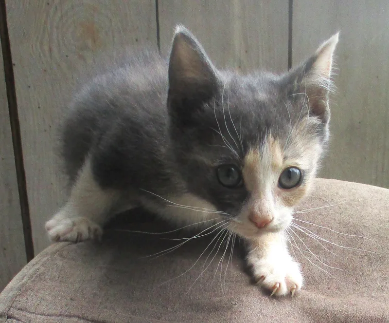 A baby medium-sized female Dilute Calico cat named Peaches for adoption in Troutman, NC