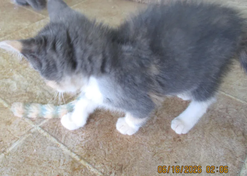 Peaches thumbnail 3