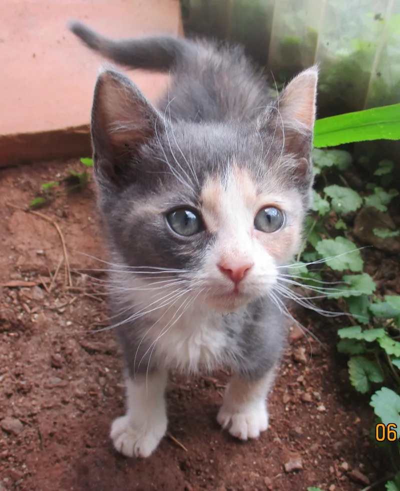 Peaches thumbnail 4