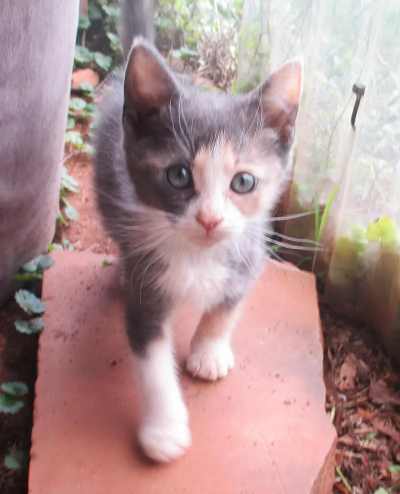 Peaches thumbnail 5