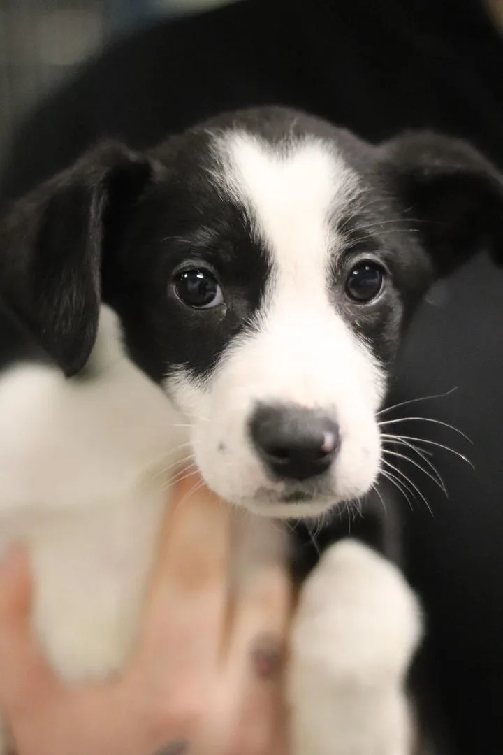 A young medium-sized male Border Collie dog named Sycamore for adoption in Toledo, OH
