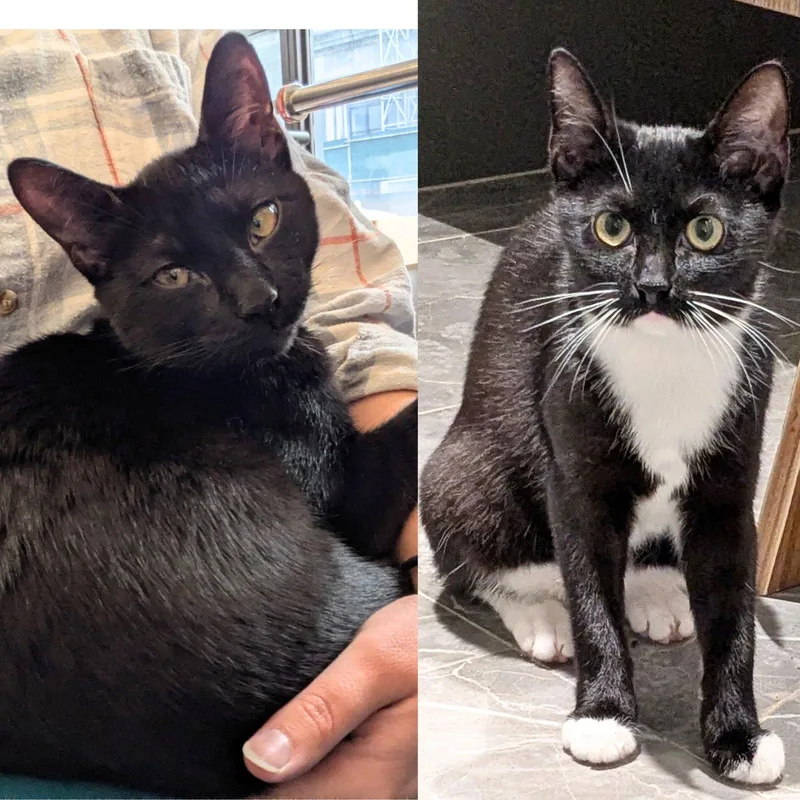 A young medium-sized male Black & White / Tuxedo Domestic Short Hair cat named Bowtie & Runaway Ralph for adoption in Brooklyn, NY