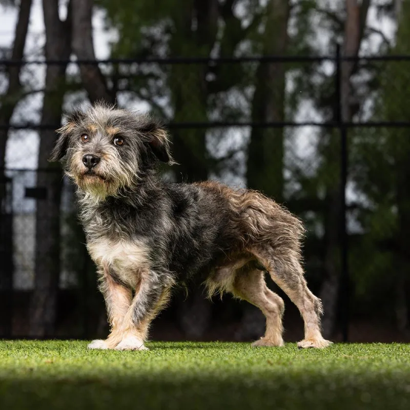 An adult small-sized male Gray / Blue / Silver Mixed Breed dog named Hawk for adoption in Jupiter, FL