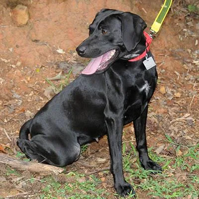 An adult medium-sized female Black Labrador Retriever dog named Dolly for adoption in Lake Wylie, SC