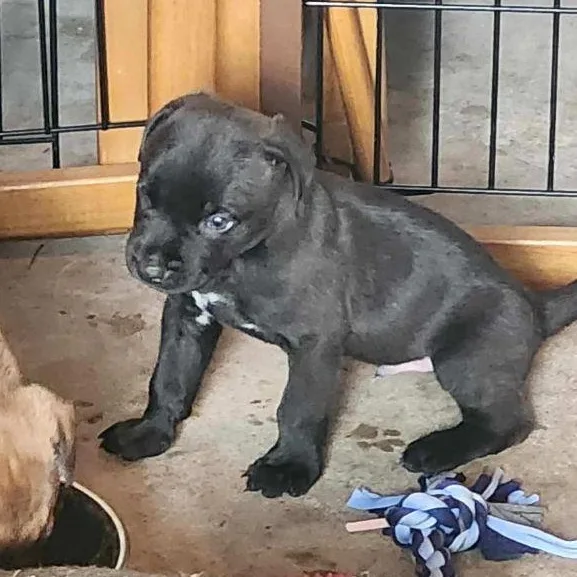 Finn