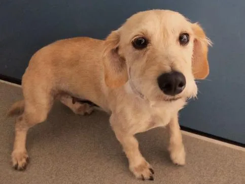An adult small-sized female Yellow / Tan / Blond / Fawn Dachshund dog named Biscuit for adoption in San Clemente, CA