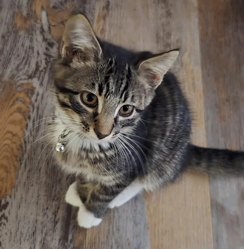 A baby medium-sized male Tabby (Tiger Striped) Domestic Short Hair cat named Gru for adoption in Breinigsville, PA