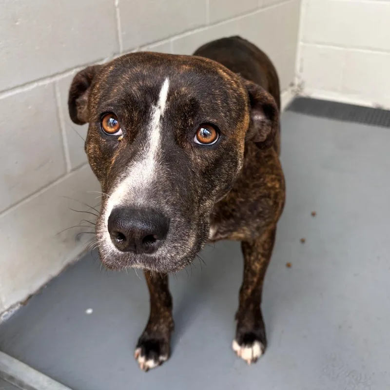 An adult medium-sized female Brindle Terrier dog named Brietta for adoption in Marshall, TX