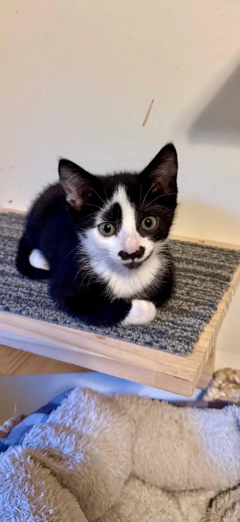 A baby small-sized male Domestic Short Hair cat named Butler for adoption in Seven Valleys, PA