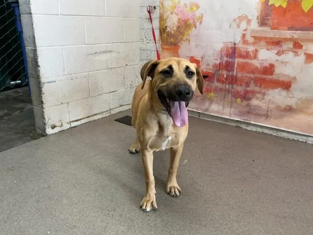 A young small-sized female Pit Bull Terrier dog named Gayle for adoption in San Bernardino, CA