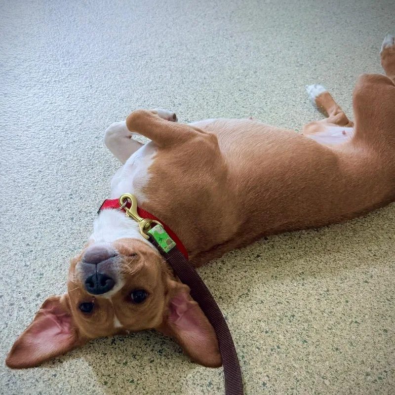 A young medium-sized female Yellow / Tan / Blond / Fawn Mixed Breed dog named Cherry for adoption in Jacksonville, FL