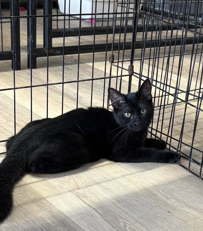 A young medium-sized female Black Domestic Short Hair cat named Mallory for adoption in Massapequa, NY