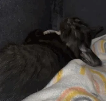 A baby small-sized male Domestic Short Hair cat named Nolan Void for adoption in Largo, FL