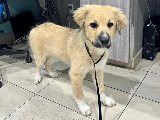 A baby small-sized female Great Pyrenees dog named Casita De Mexico for adoption in Garland, TX