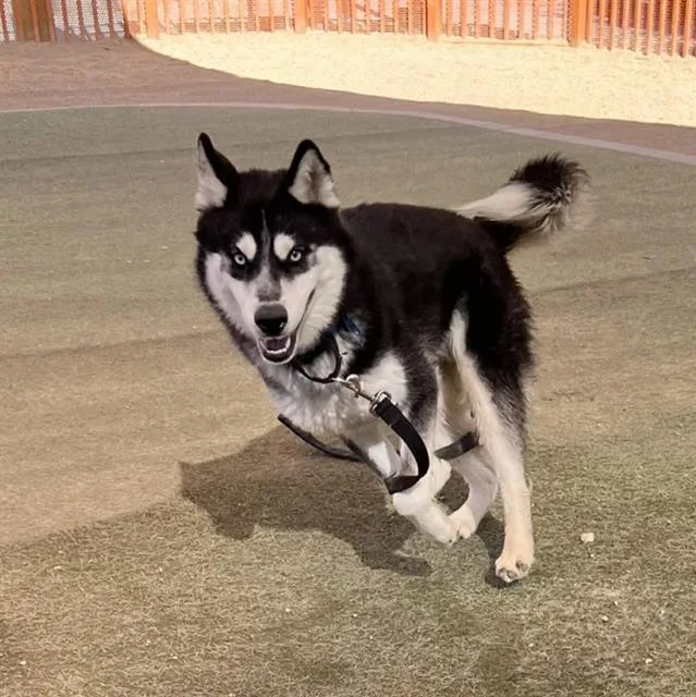 A young large-sized male Husky dog named Blue for adoption in Las Vegas, NV