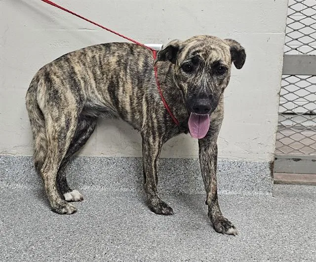 An adult large-sized female Pit Bull Terrier dog named Hannah for adoption in Pasadena, TX