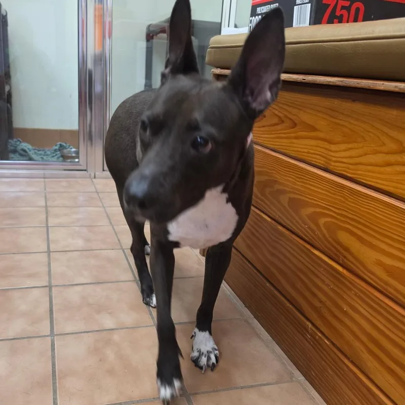 An adult medium-sized female Terrier dog named Sophie for adoption in Melrose, FL