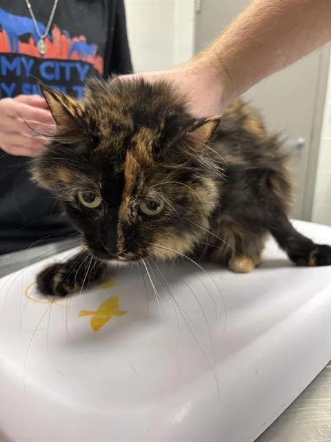 An adult small-sized female Domestic Medium Hair cat named Eleanor for adoption in Indianapolis, IN