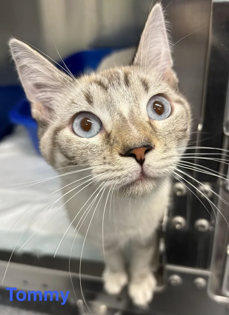 A baby medium-sized male White Silver cat named Tommy for adoption in Las Vegas, NV