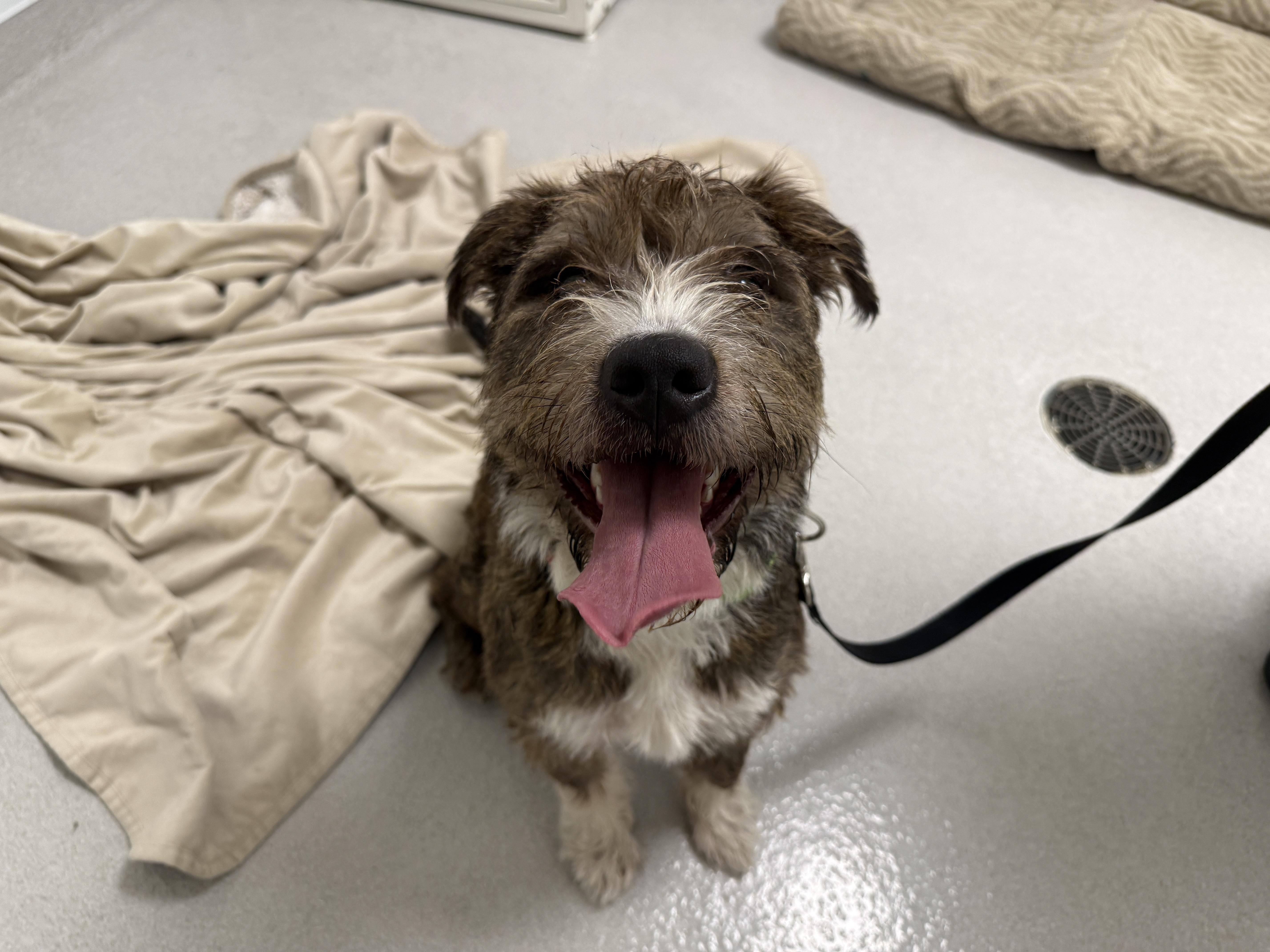An adult medium-sized female Mixed Breed dog named Lorelai for adoption in Evanston, IL
