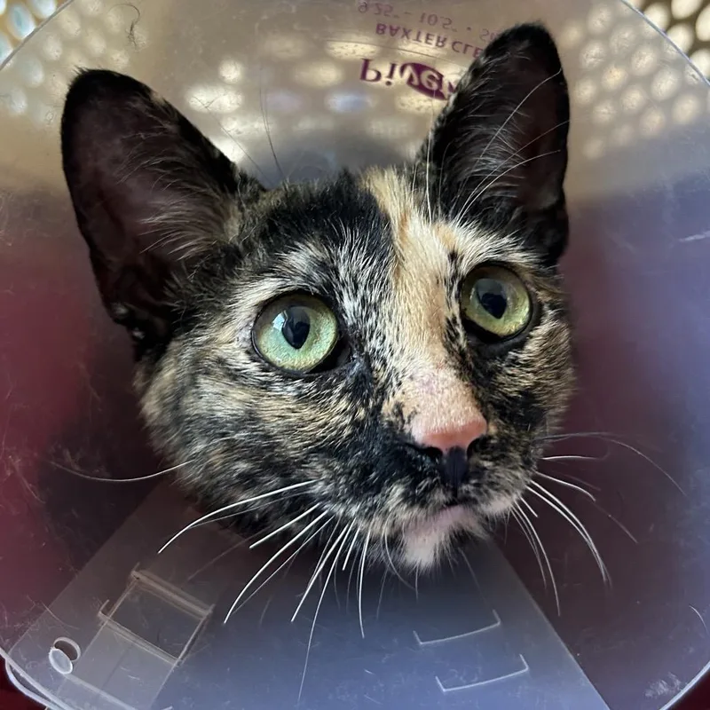 A young medium-sized female Tortoiseshell Domestic Short Hair cat named Mama Punkin for adoption in Denver, CO