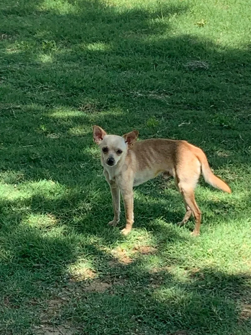 An adult small-sized male Apricot / Beige Chihuahua dog named Chips for adoption in Mingus, TX