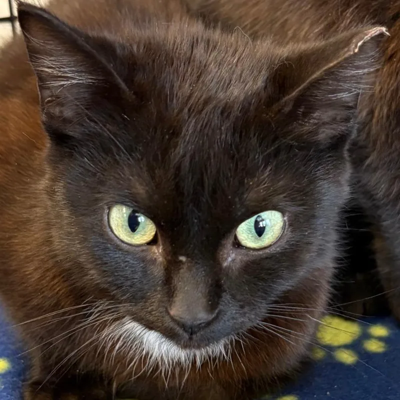 An adult medium-sized male Black Domestic Short Hair cat named William for adoption in Warrensburg, MO