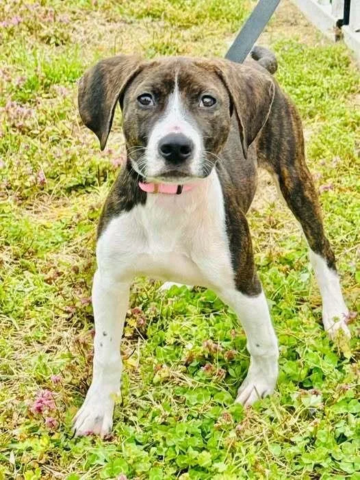 A baby medium-sized female Mixed Breed dog named Gracie Allen for adoption in Milton, DE