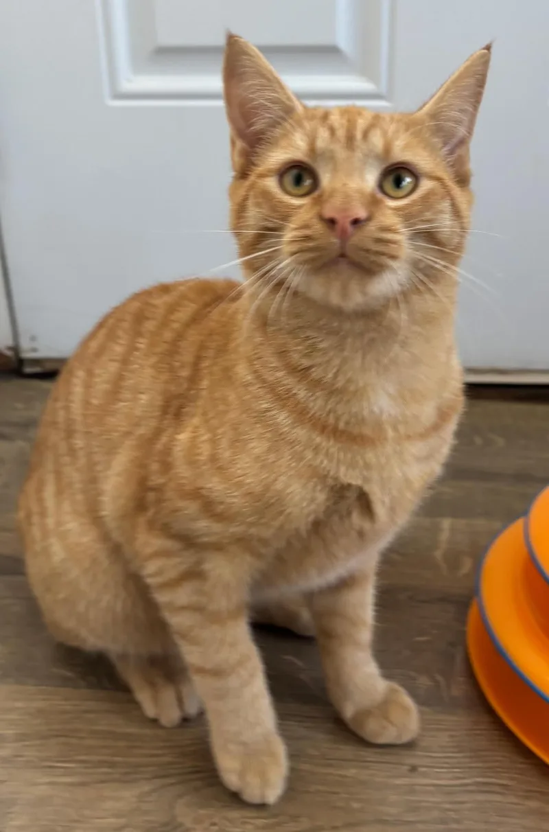 A baby medium-sized male Orange / Red Domestic Short Hair cat named Charlie for adoption in Buena Vista, VA