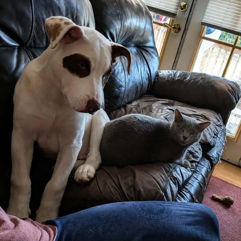 A young large-sized male White / Cream Pit Bull Terrier dog named Bandit for adoption in Centralia, WA