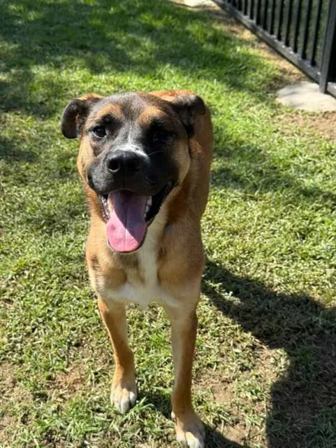 An adult large-sized male German Shepherd Dog dog named Lightning for adoption in Riverside, CA